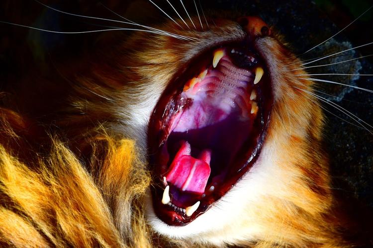 猫咪喉咙好像有东西怎么办