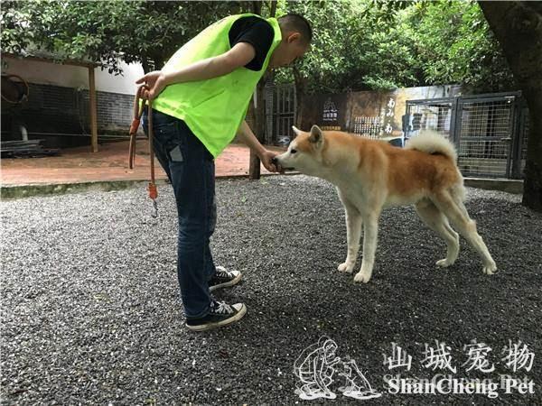怎样训练秋田犬大小便