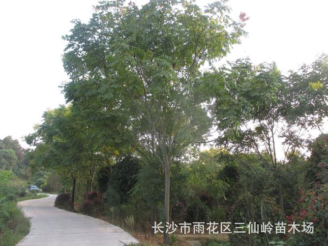 黄山栾树栽培