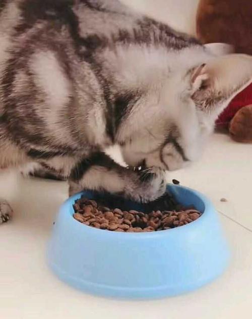 养一只猫要买哪些东西