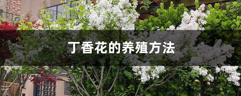 丁香花栽培养殖技术