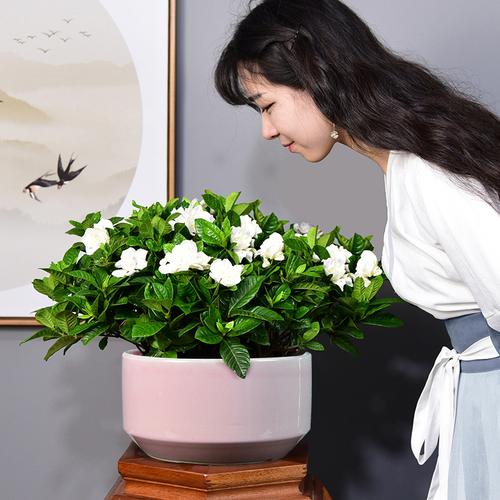 花卉盆栽培训学校