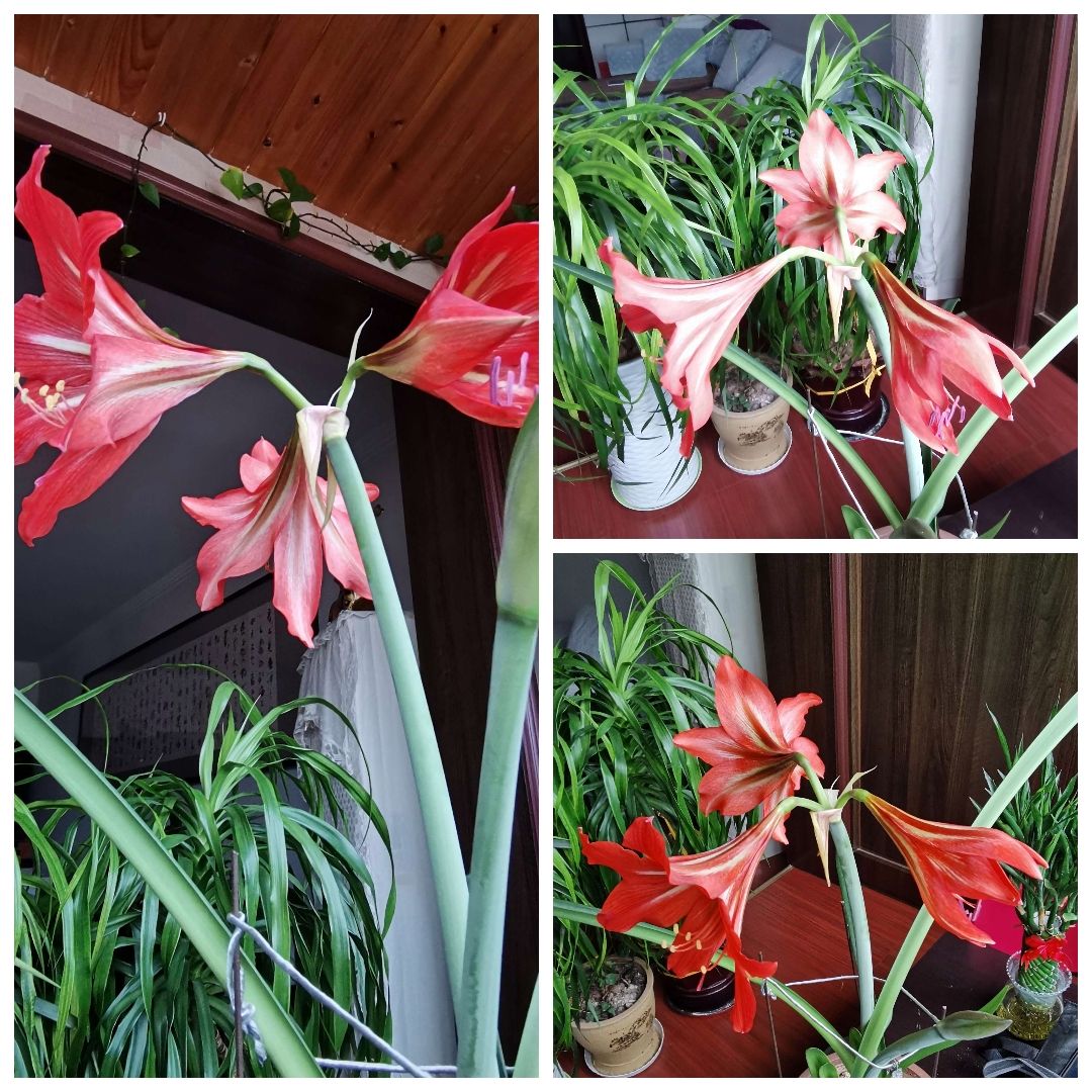 对兰的种植方法
