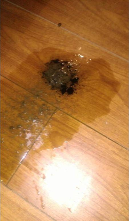 新养的狗狗吃了东西吐