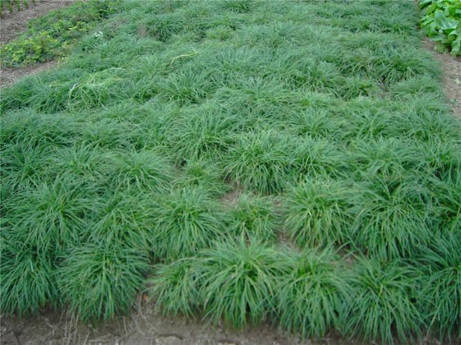 怎么栽培麦冬