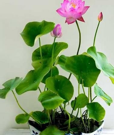 荷花栽培时间