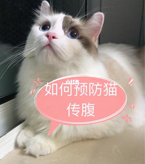 猫传腹不吃东西怎么办