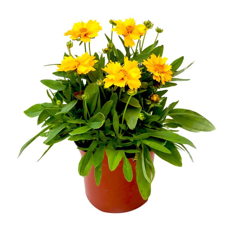 大花菊花养植方法