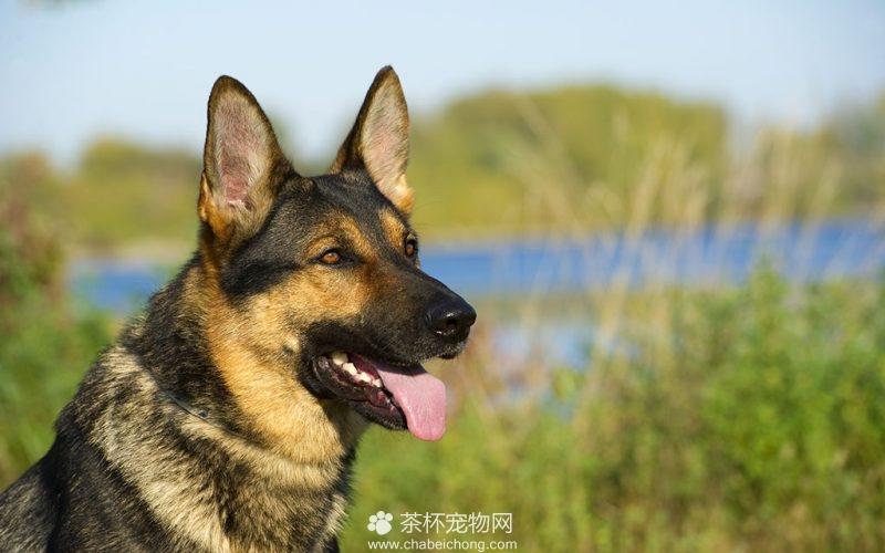 德国牧羊犬怎么让他它不乱咬东西