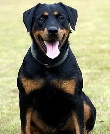 怎样训练成年罗威纳犬