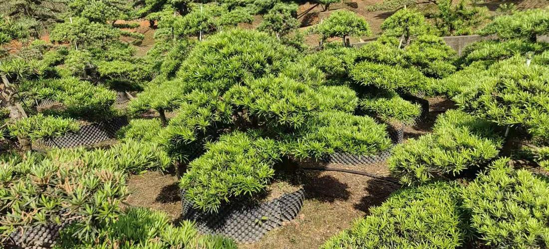 罗汉松的品种及栽培