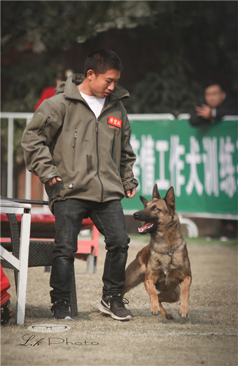 云南宠物狗训练基地