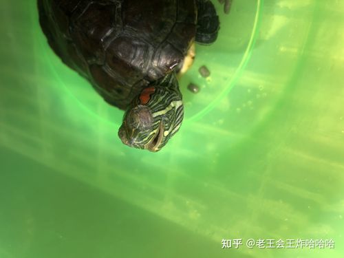 乌龟不吃东西什么病