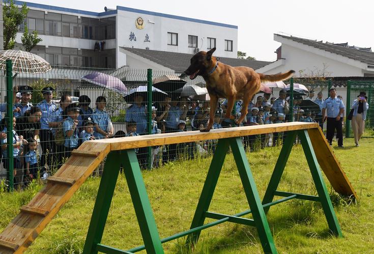 警犬障碍训练