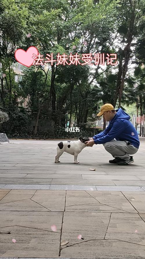 法斗的训练