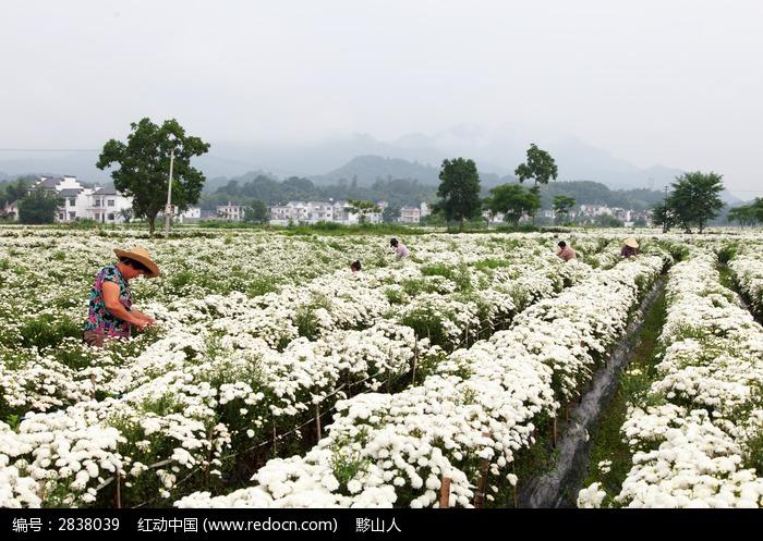 贡菊怎样栽培
