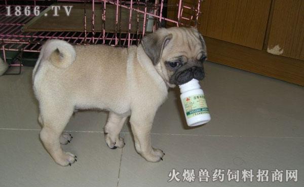巴哥不吃东西拉肚子怎么办