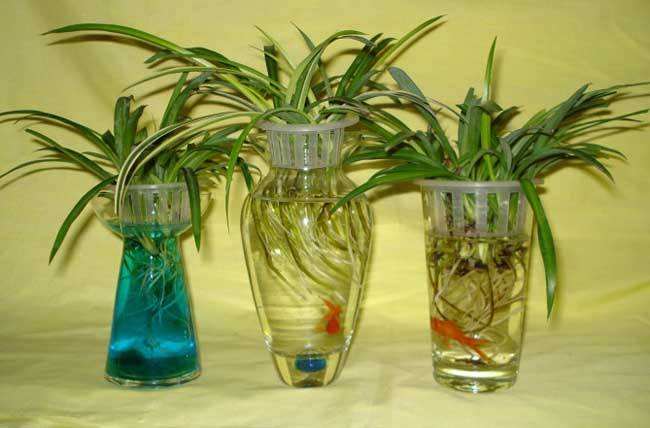 水培盆栽的种植方法