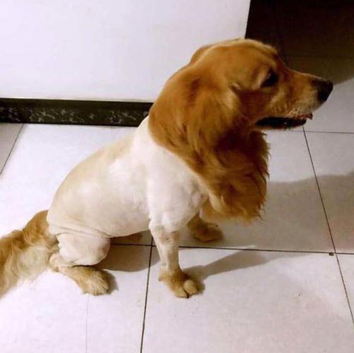 训练狗狗 坐着剪毛