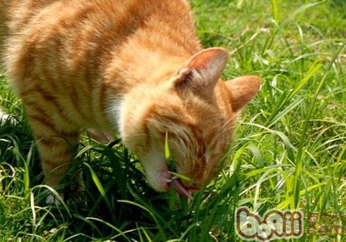 猫吐不吃东西就吃草