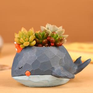 盆栽鲸鱼花栽培