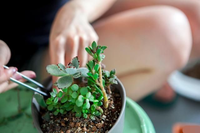 植株换盆注意事项