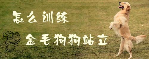 如何训练狗狗原地站立