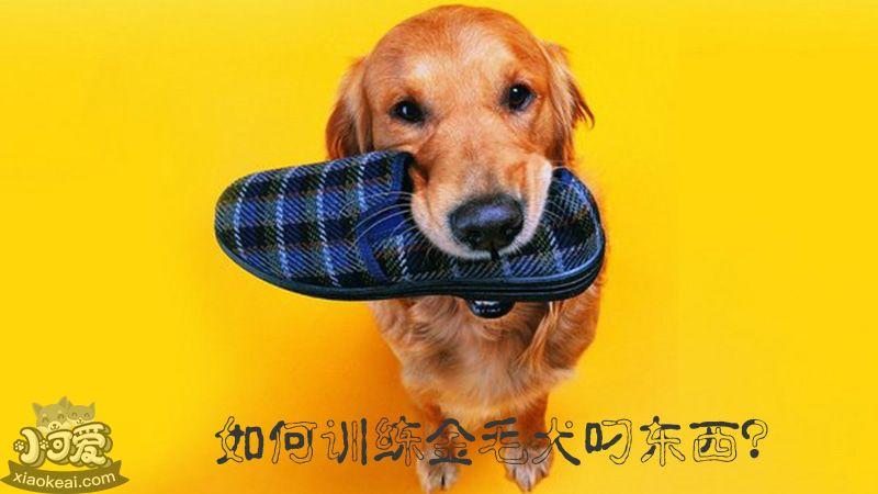 训练金毛不吃陌生人东西