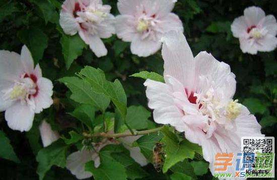 木槿花养殖