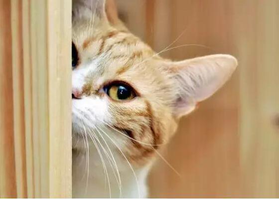 小猫老是躲起来不吃东西