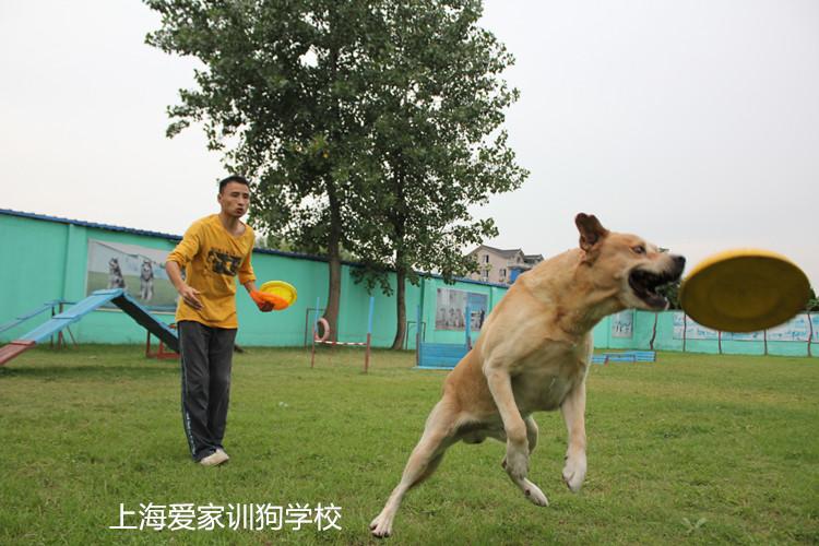 怎么训练狗狗挣地盘