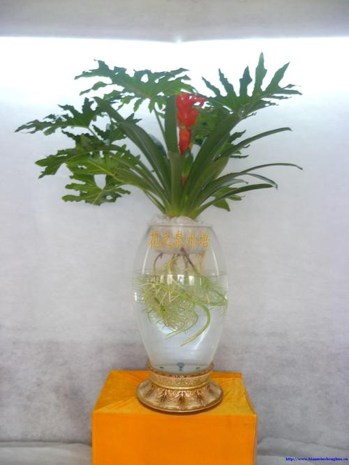 无土栽培鲜花