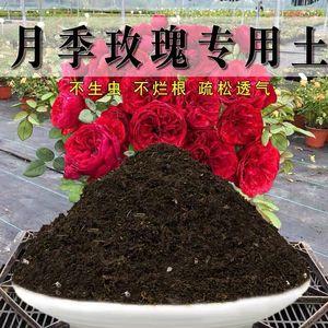 月季最理想的栽培土壤是