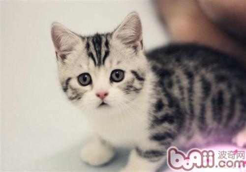 美国卷耳短毛猫怎么训练