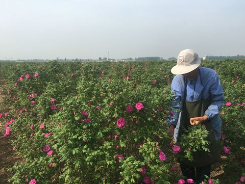 玫瑰花 栽培