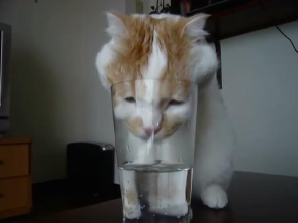 猫不吃东西只喝水嗜睡