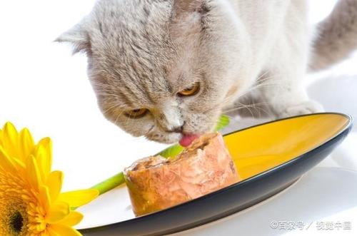 猫咪吃完药不吃东西怎么办