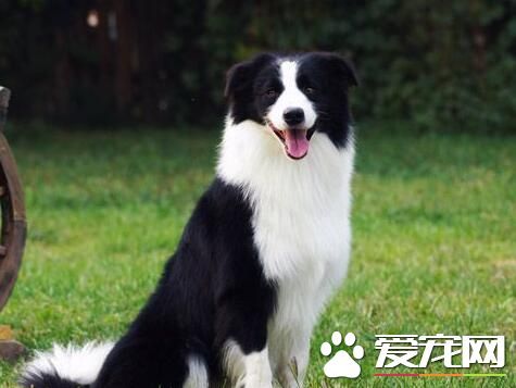 如果边境牧羊犬乱咬东西怎么办