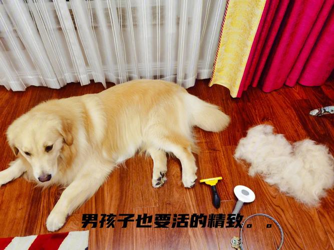 什么东西能让狗脱毛