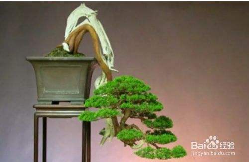 桩景制作的注意事项