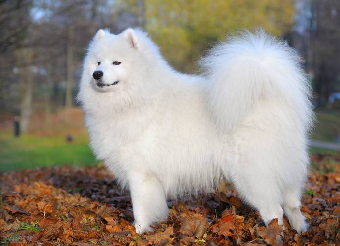 怎么训练幼犬萨摩耶