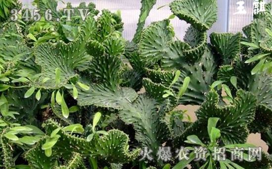 麒麟掌的风水作用