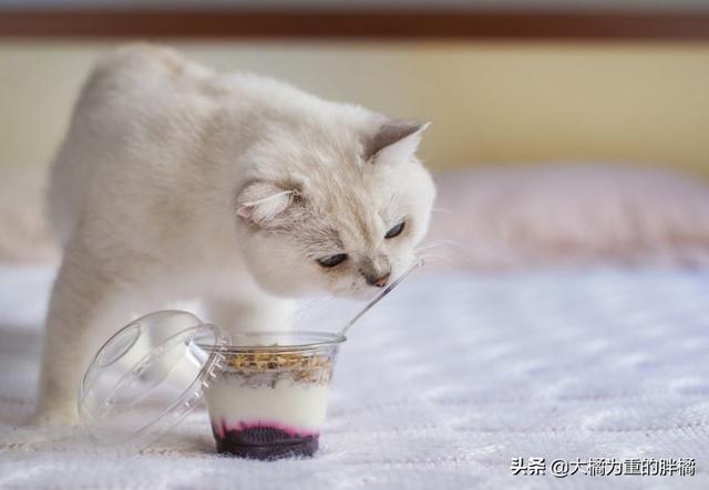 猫少吃东西少喝也少排便怎么办