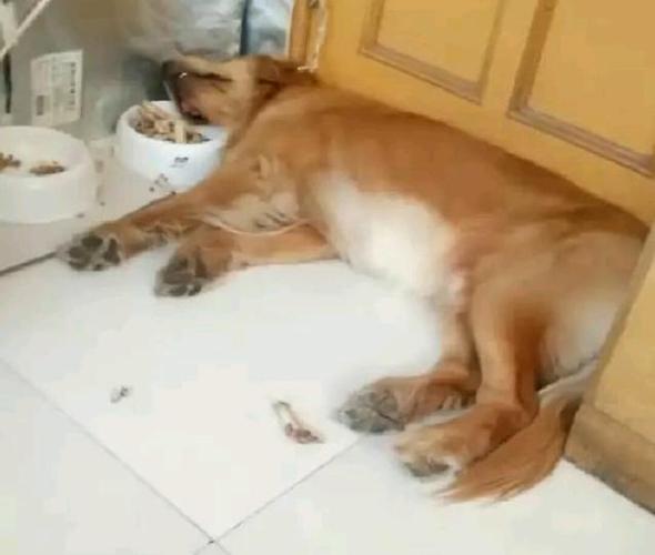金毛宝宝待食训练