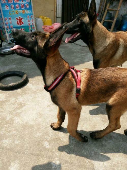 怎样训练马犬胆子大