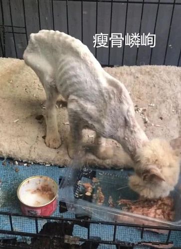 小猫突然不吃东西瘦