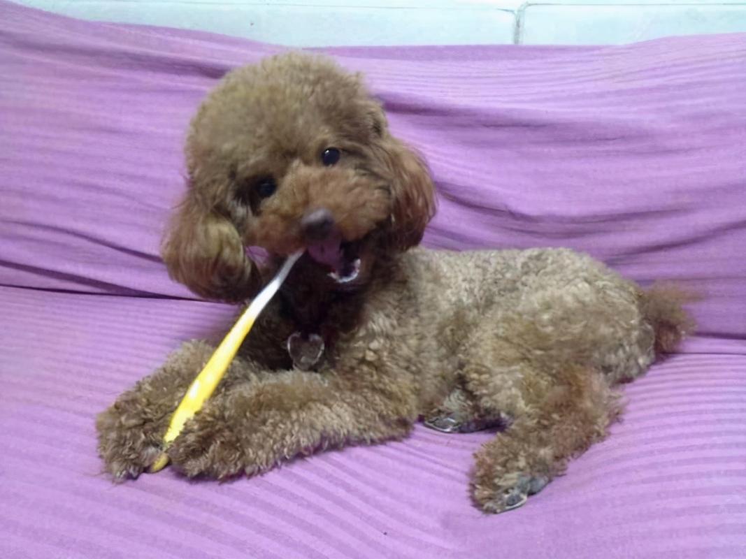 泰迪一岁多了吃多少东西