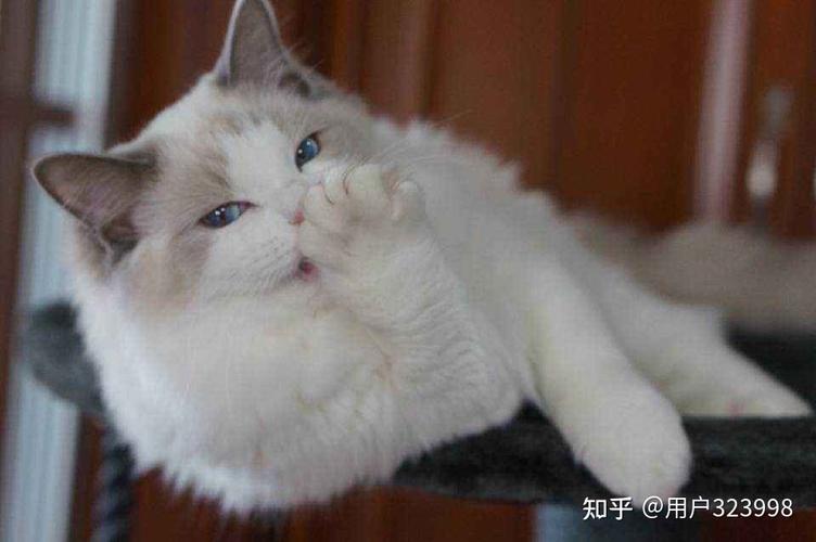 布偶猫不吃东西 呕吐症状