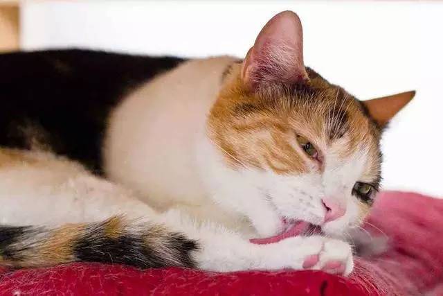 小猫只拉不吐没精神不吃东西