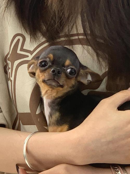 怎么训练吉娃娃的胆量